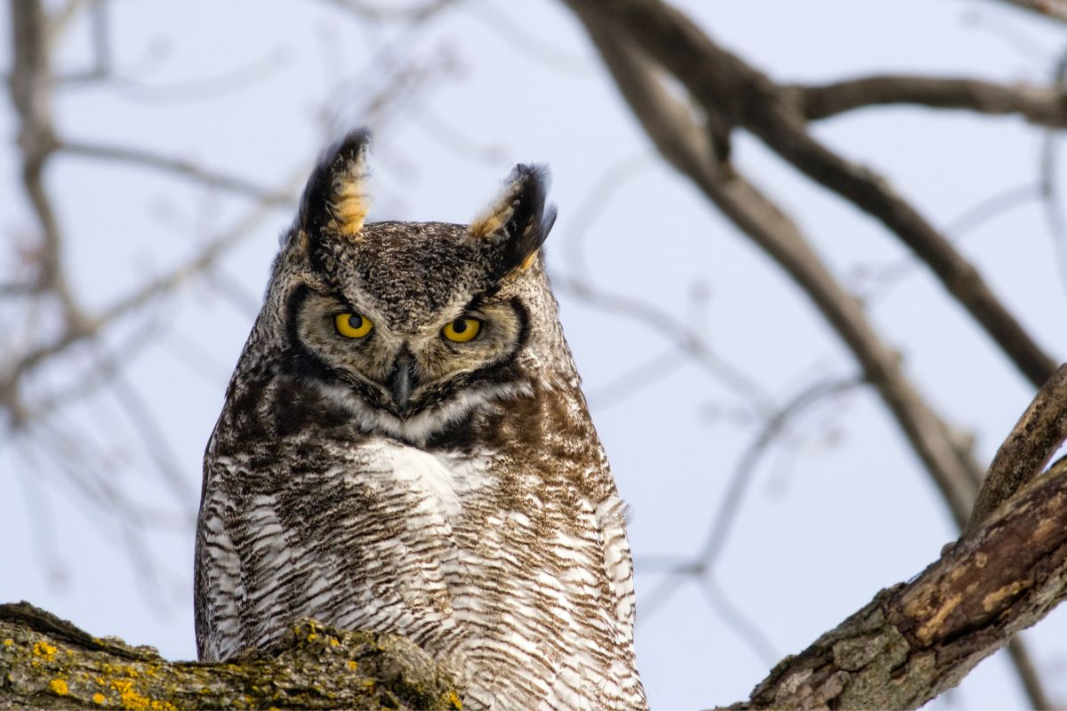 Great Horned Owl perched on a dead trunk.