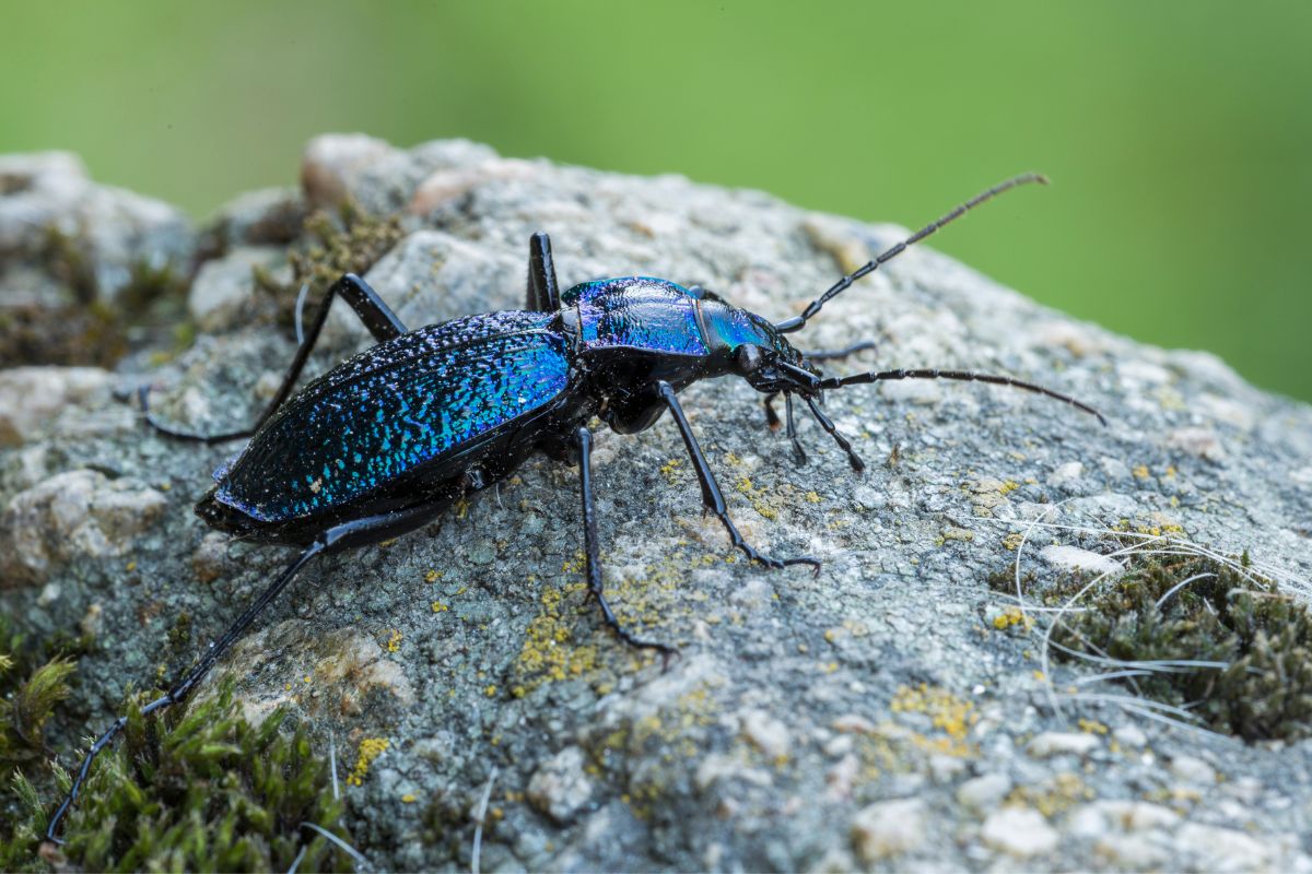 Male ground beetle on the rock.