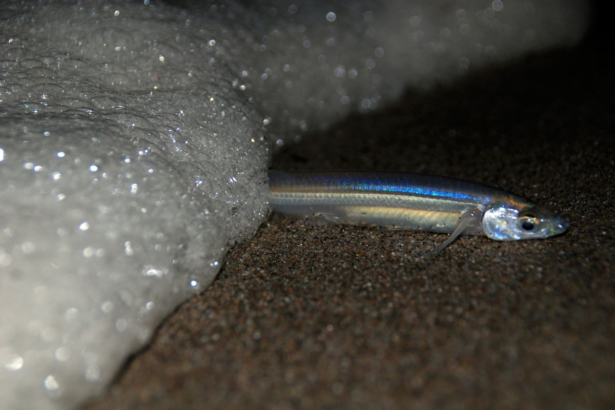 A photo of dying California grunion fish.