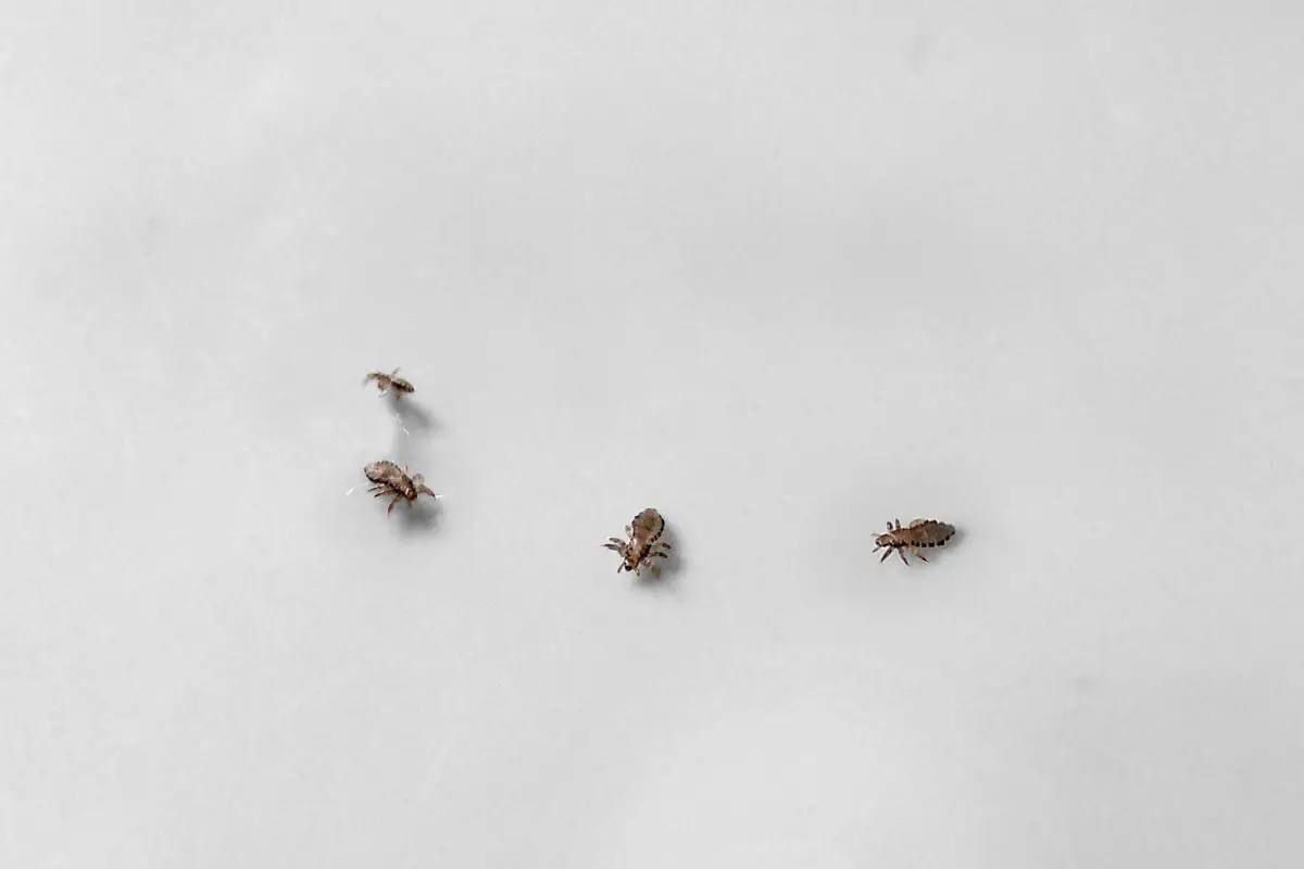 Head Lice on a white background.