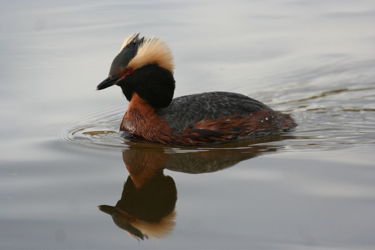Horned grebe swimming on the pond.