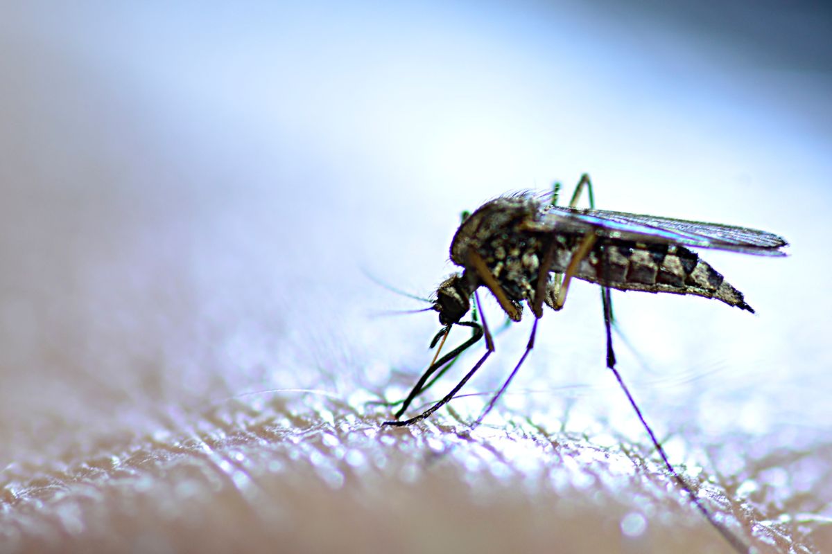 Macro shot of a biting mosquito on the skin surface.