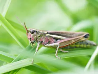 Close-up shot of Grasshopper on a green grass.