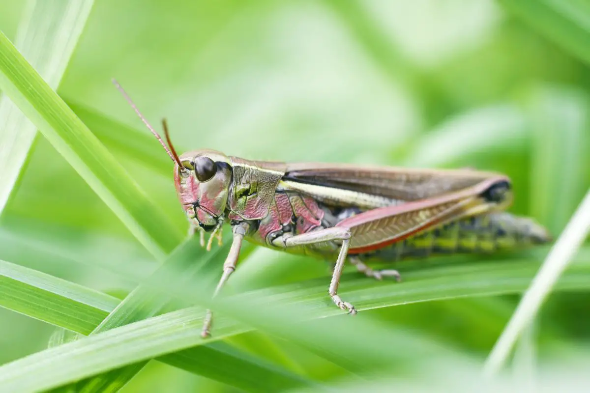 Close-up shot of grasshopper on a green grass.