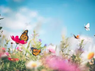 Colorful flowers and flying butterflies around.