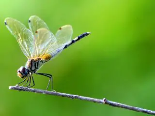 Dragonfly sitting on a dry twig.