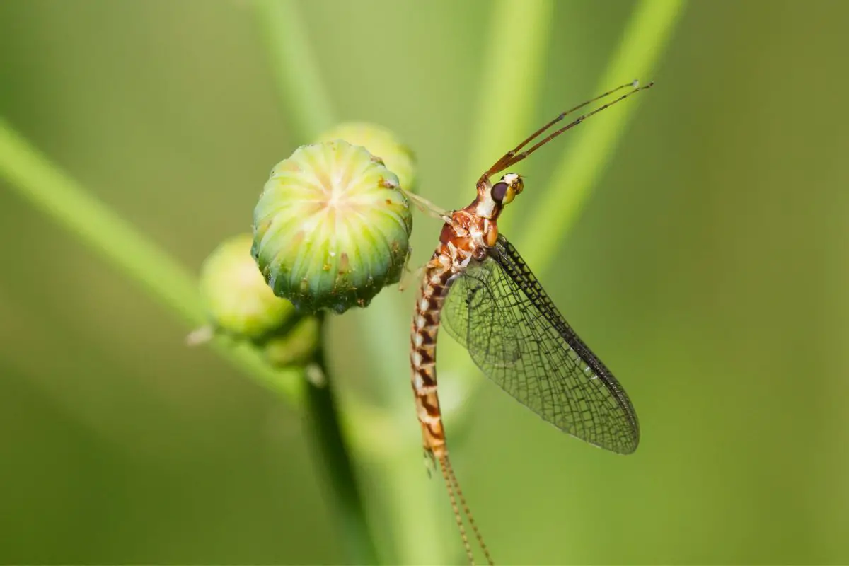 Mayfly on a green background in the heavy rain.