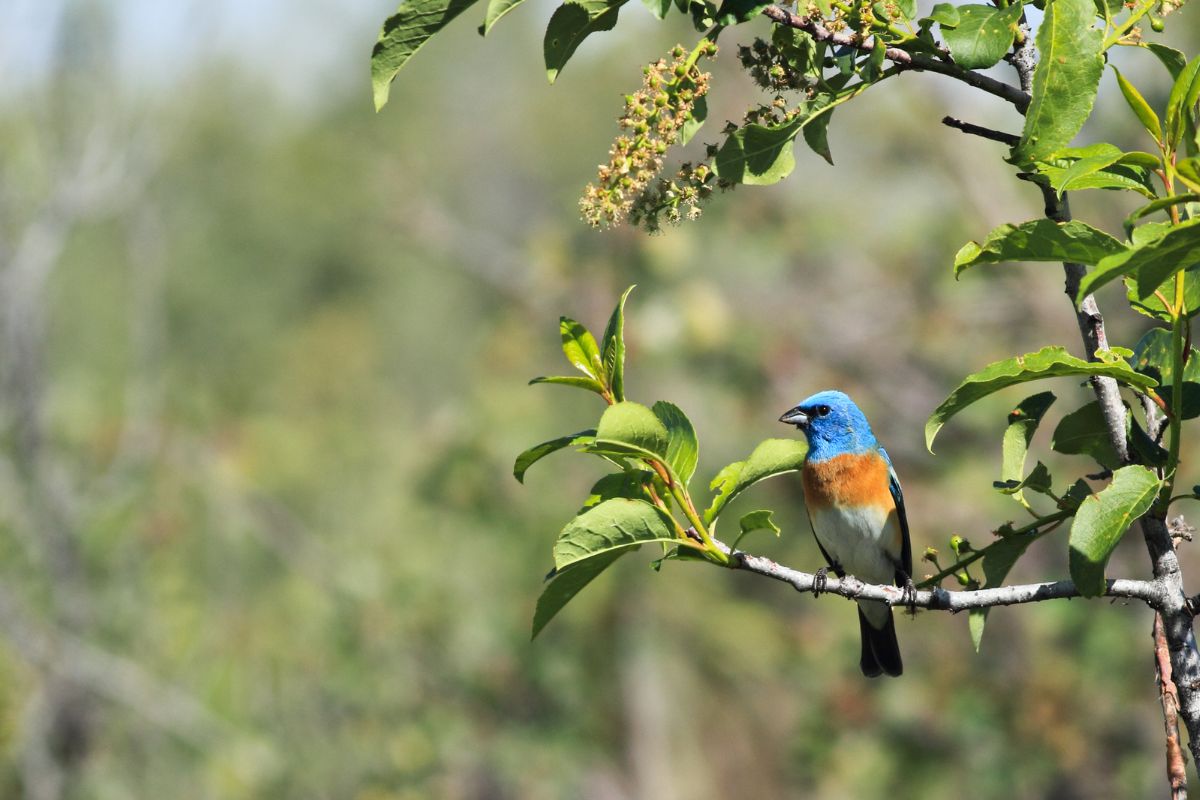 Lazuli Bunting is sitting in the tree branch.