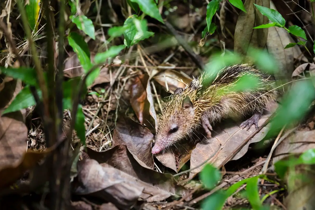 Juvenile long eared tenrec in the forest.