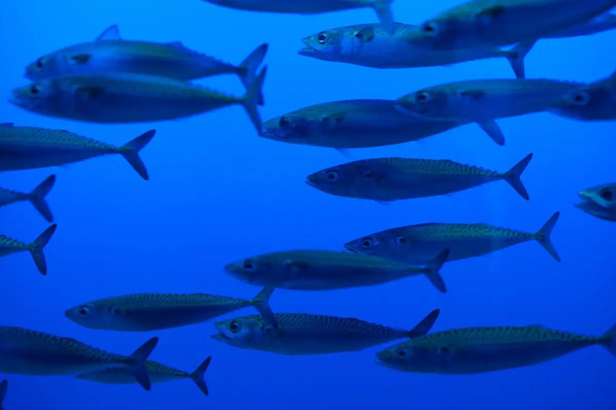 A group of swimming Mackerel.