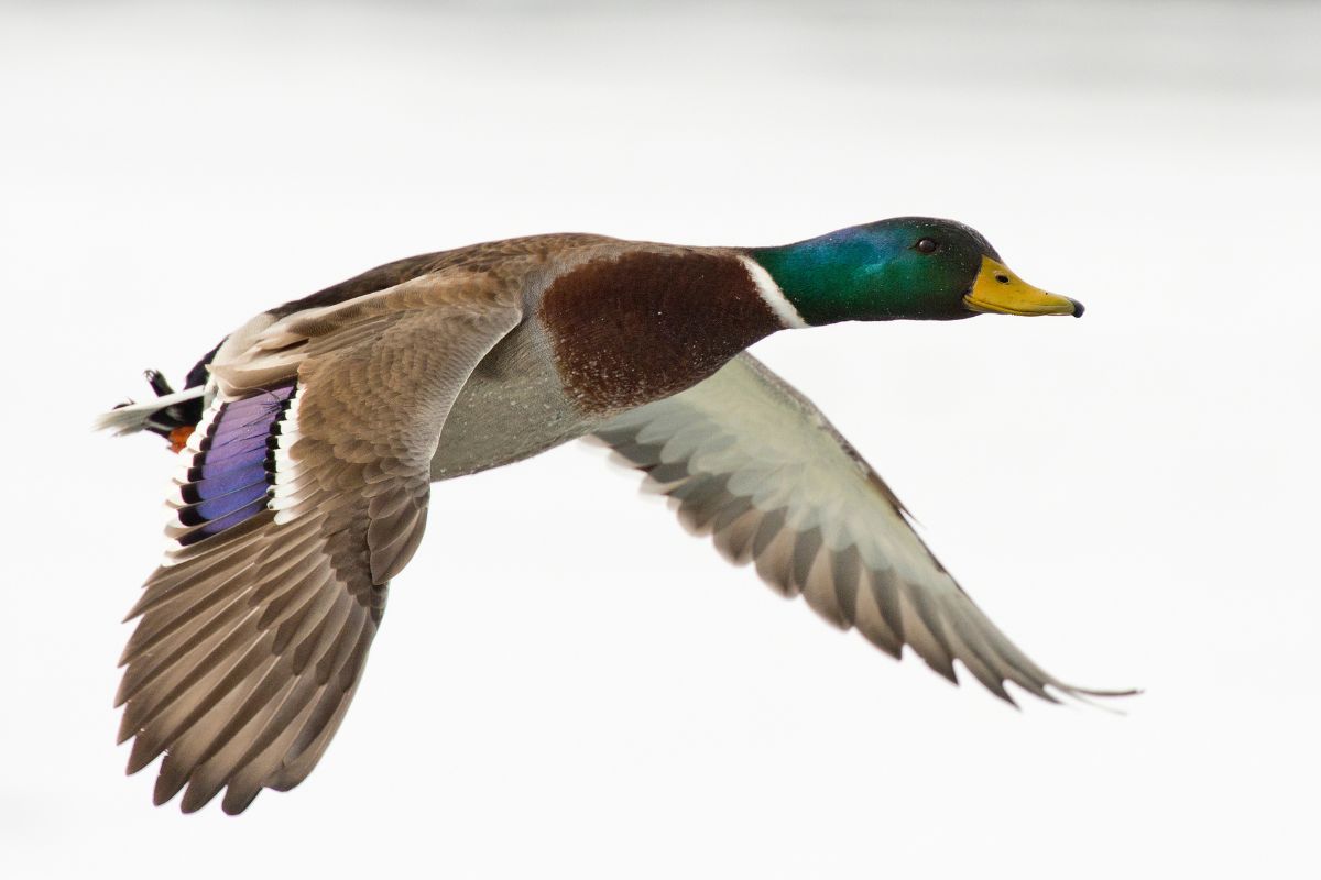 A mallard duck in flight.