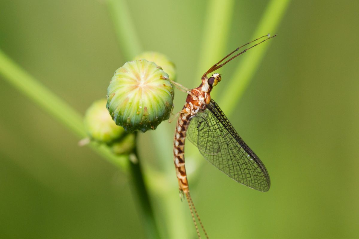 Macro shot of mayfly on a green background.