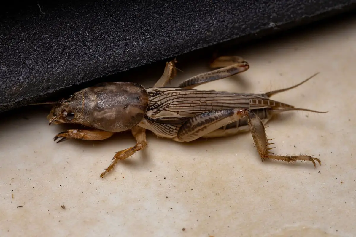 Adult Mole Cricket genus on a brown surface.