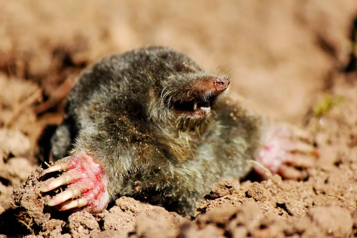 A mole in their hole at night.