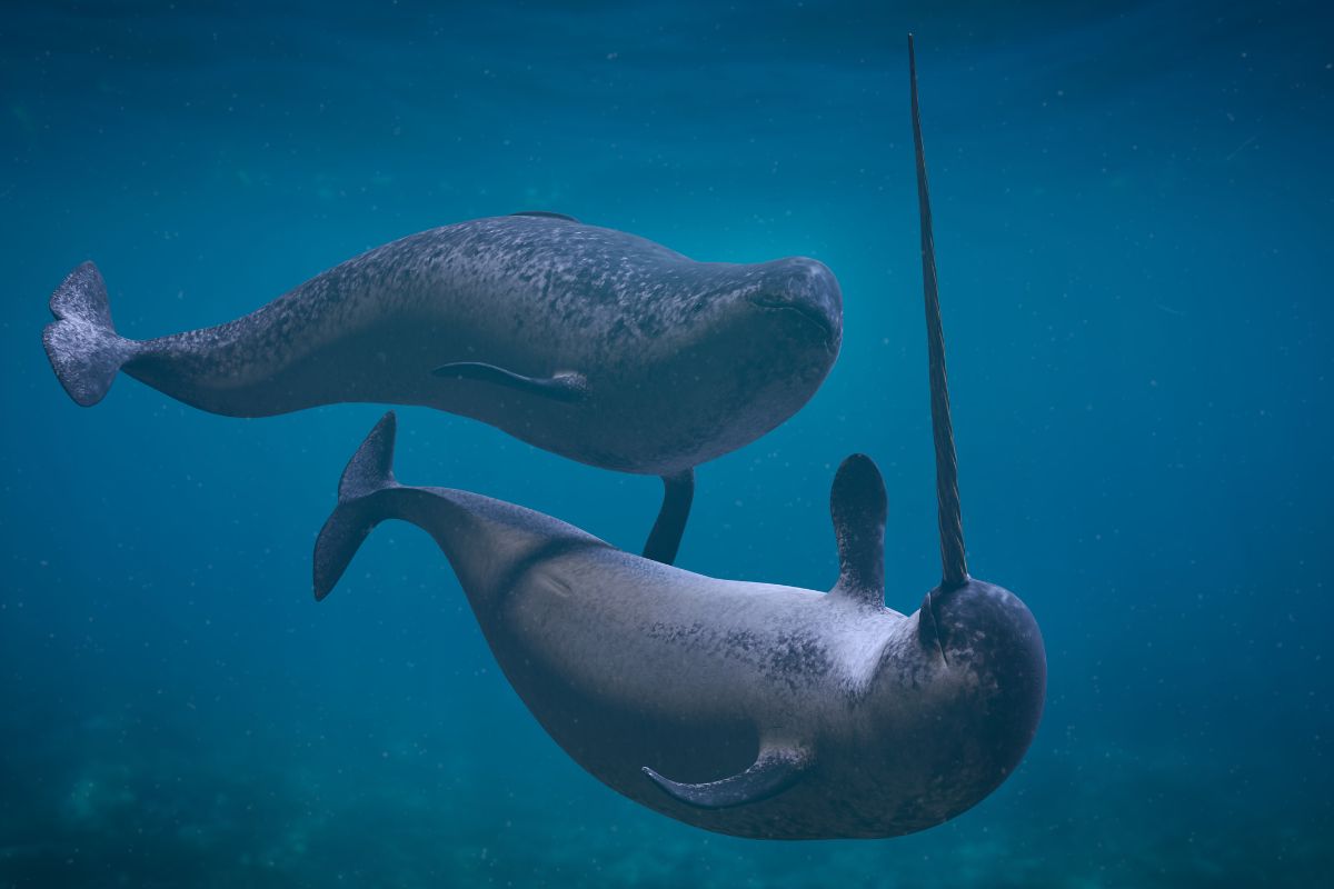 A couple narwhals playing on the ocean.