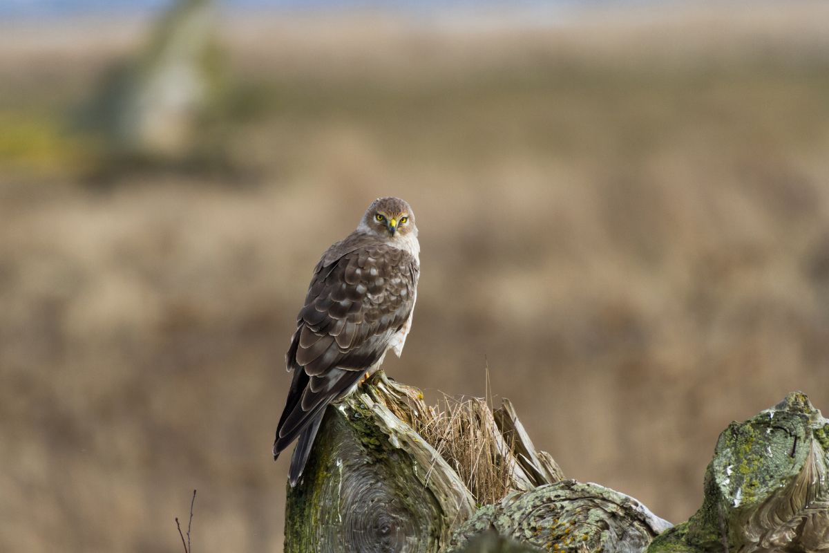 Male northern harrier perched on a dead trunk.