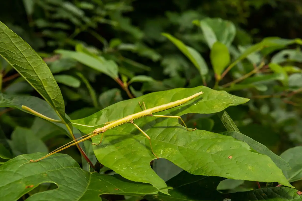 A close-up of Northern Walkingstick resting on a leaf.