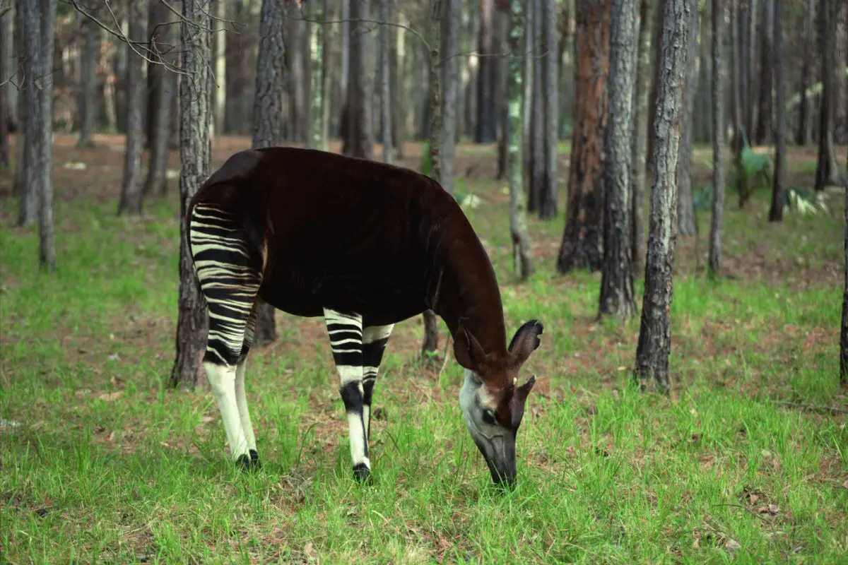 Okapi grazing in the green grass.