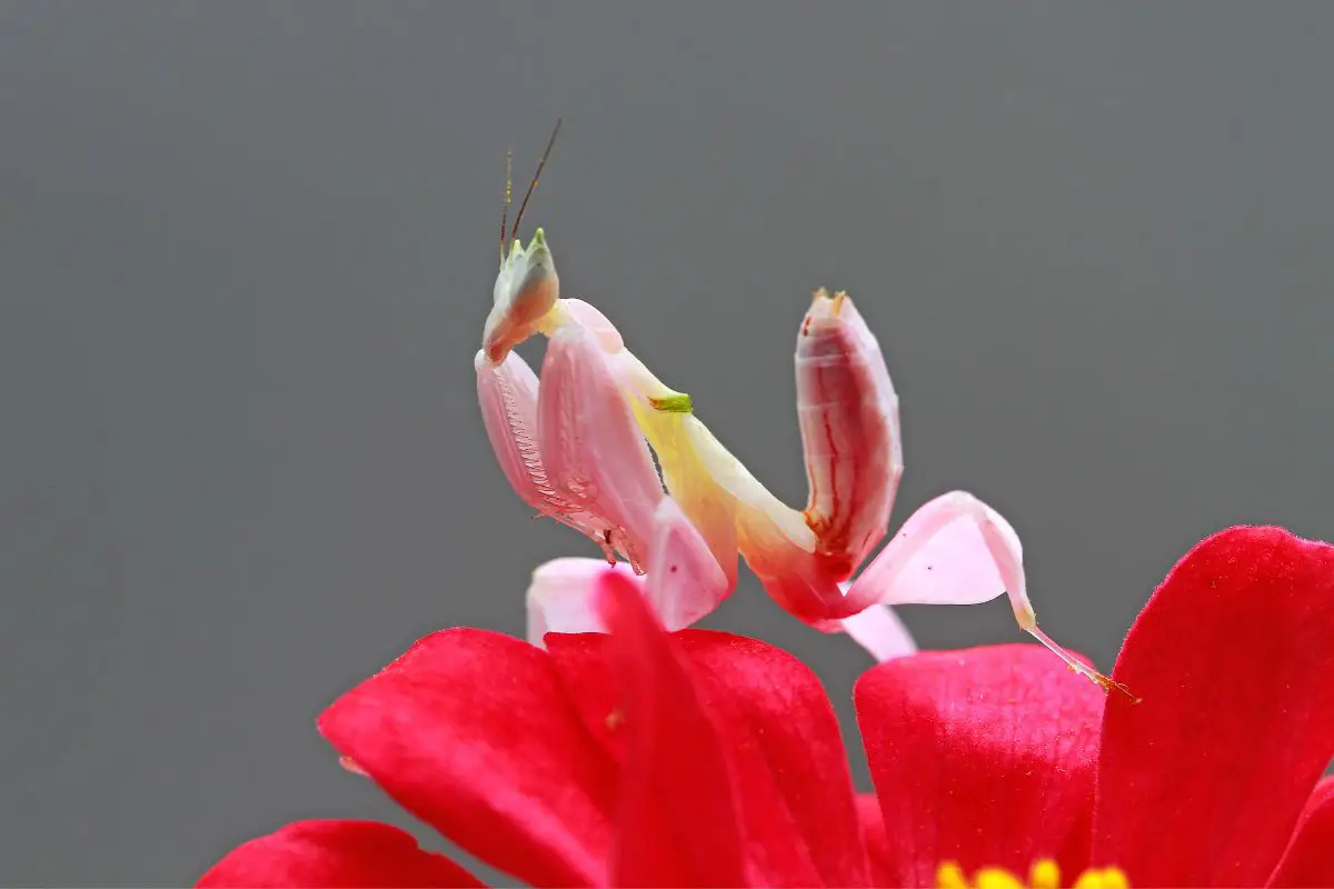 Beautiful Orchid Mantis on a red flower.