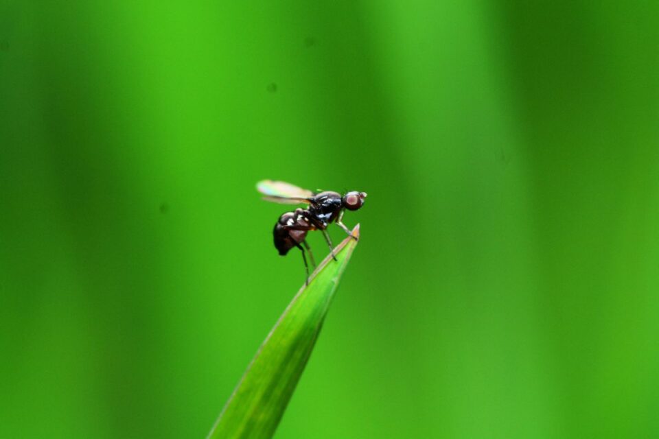 20 Insects Similar to Mosquitoes - NatureNibble