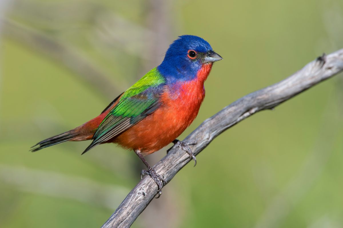 Painted Bunting perching on a dead trunk.