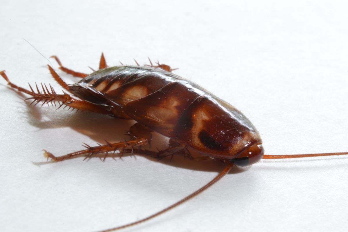 A close-up photo of palmetto bug.