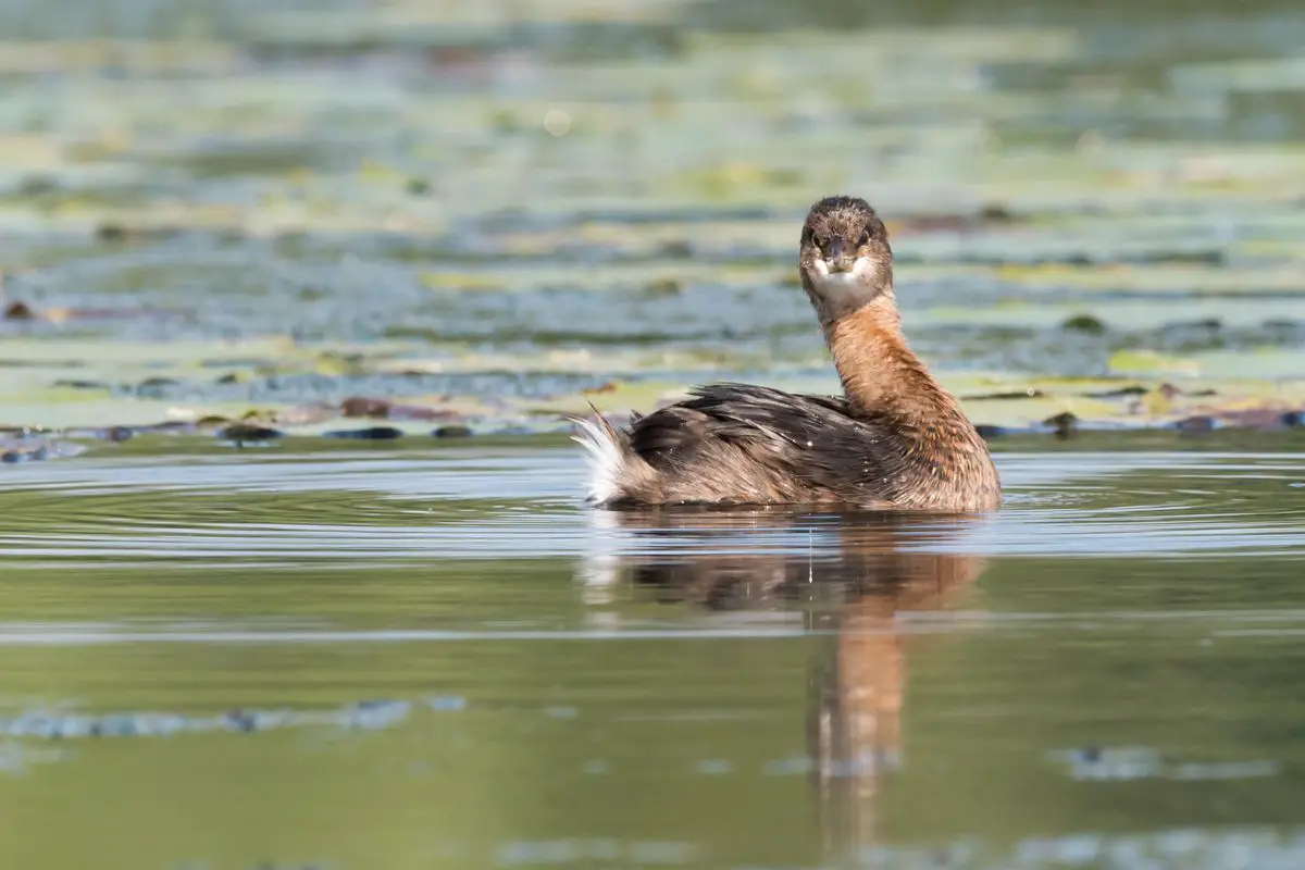 Pied-billed grebe looking at the camera.
