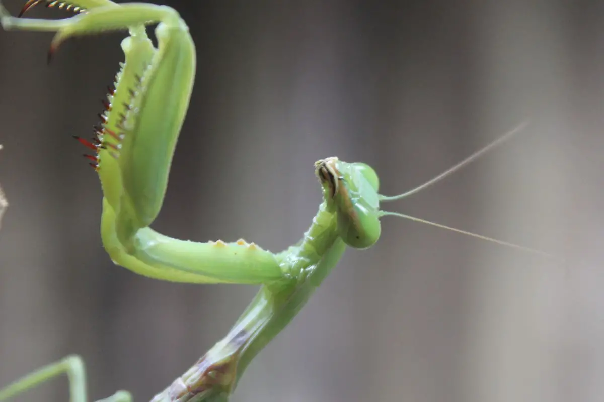 A closeup photo of praying Mantis with a blurry background effect.