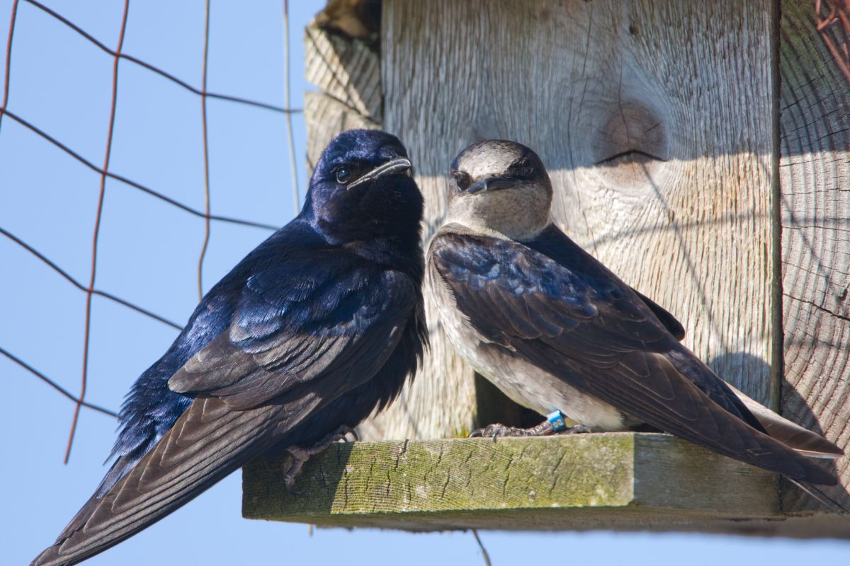 Male and female Purple Martin on the bird box.