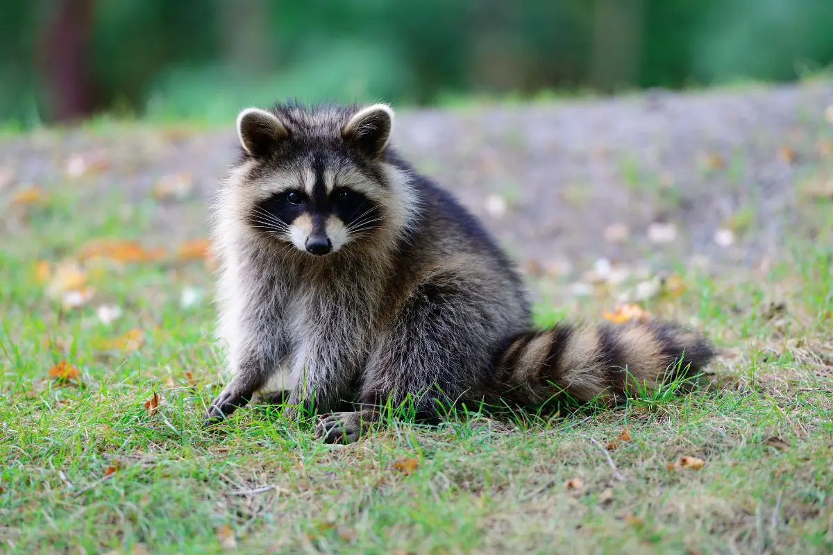 A photo of Raccoon in park in Montreal Canada.