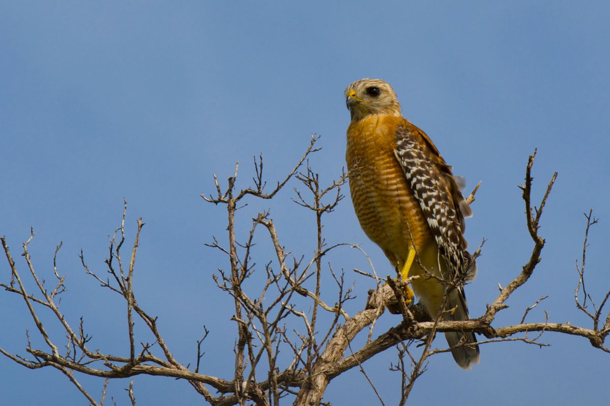 Red-Shouldered Hawks in the everglades perched on a tree.