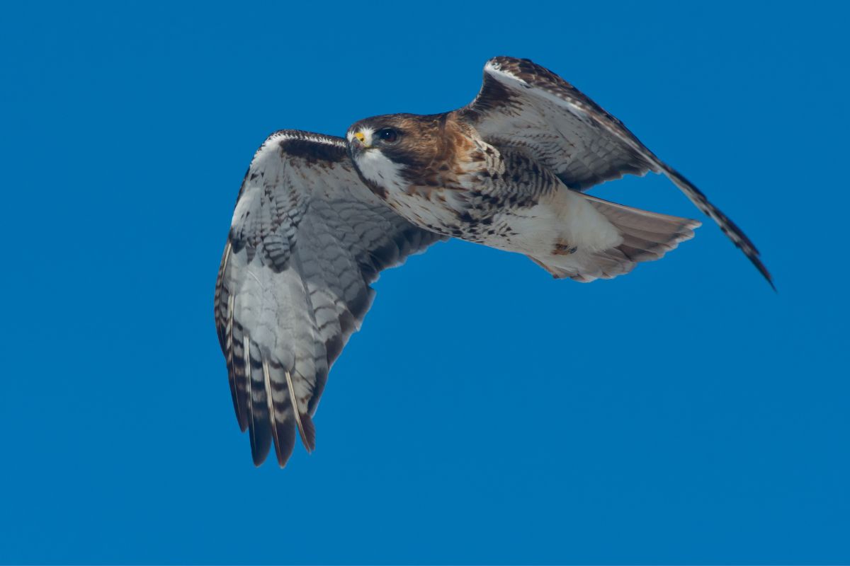 Red-Tailed Hawk flying across the sky.