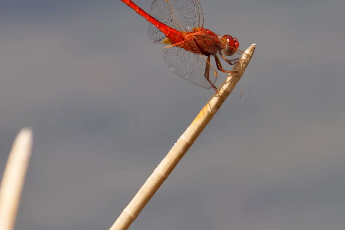 Scarlet Skimmer on plant growing out of a lake.