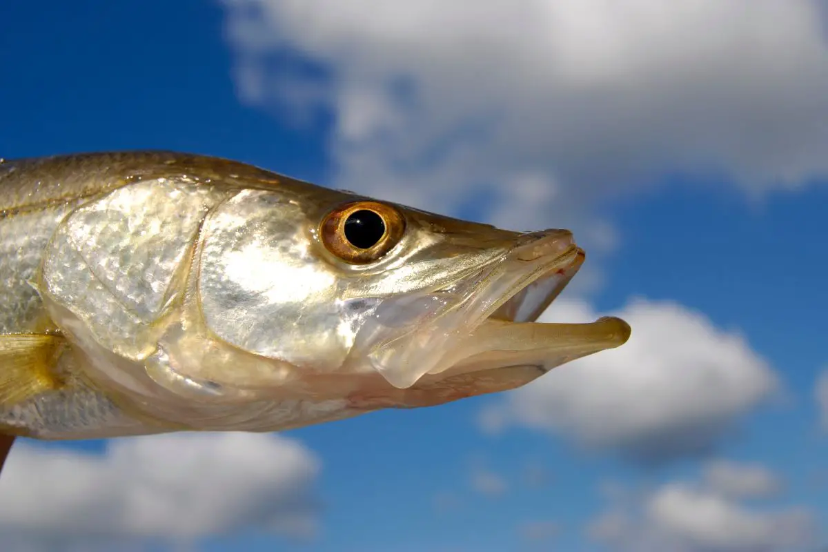 Small snook with a sky background.