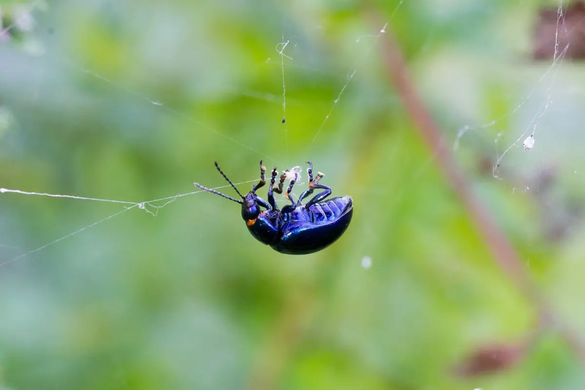 A spider catching beetle.