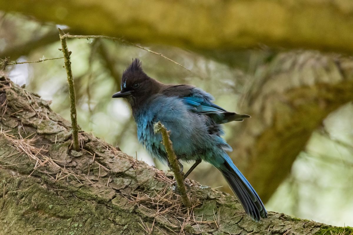 A vivid blue Steller's Jay in a pine tree.