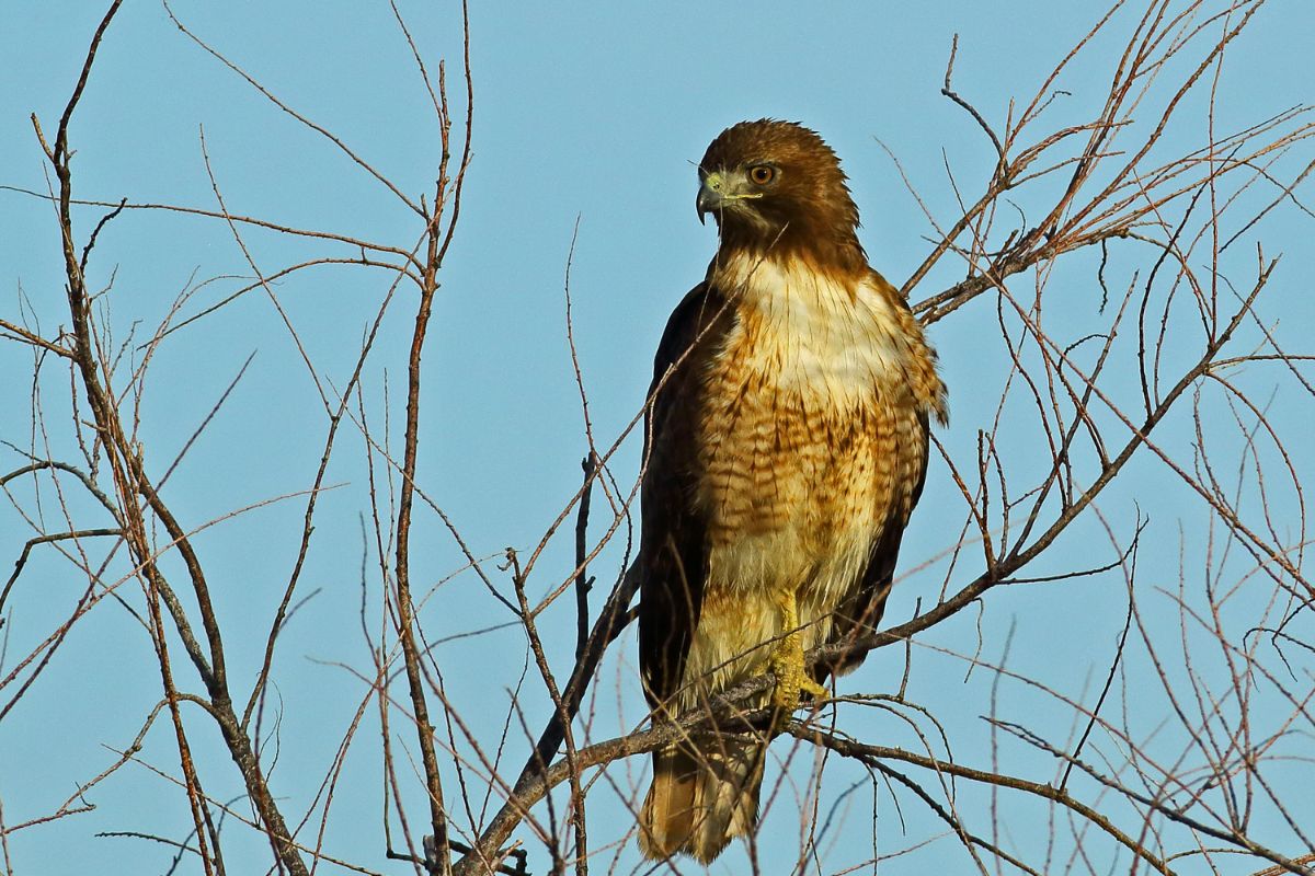 Swainson’s Hawk light morph perched on a dead trunk.
