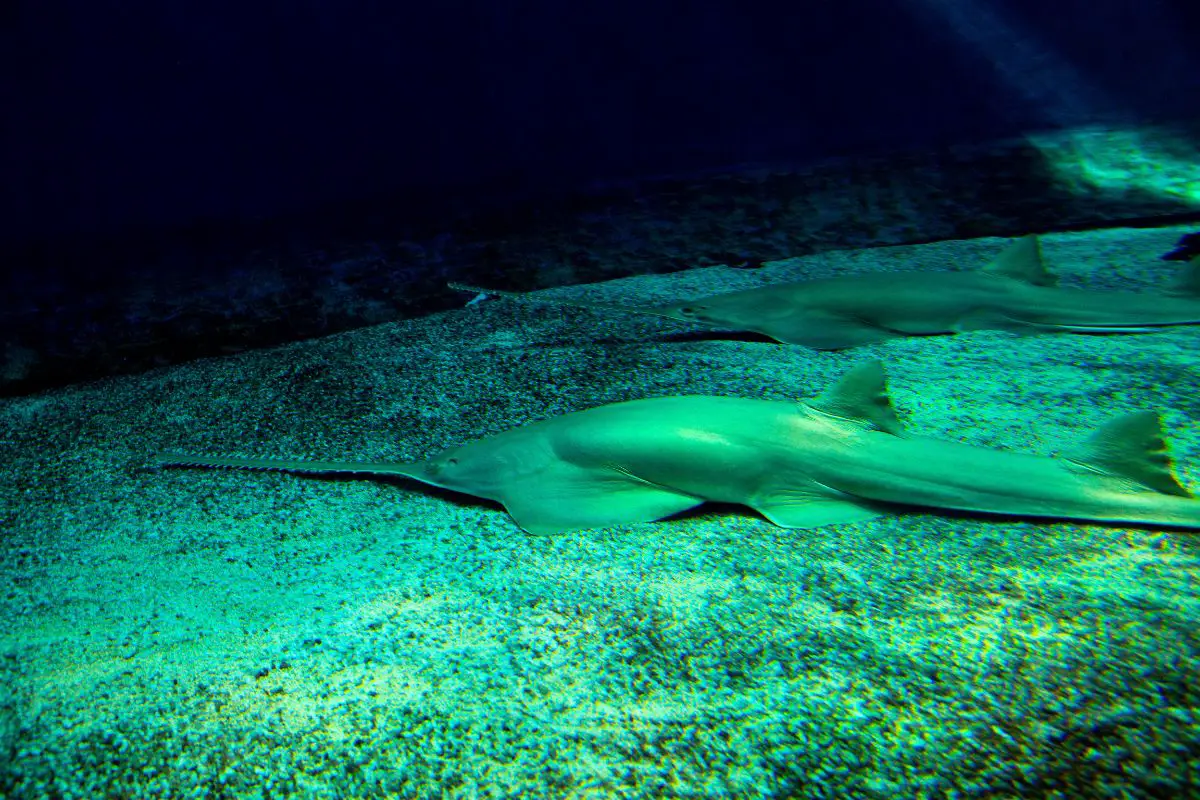 Swordfish on the bottom of the aquarium.