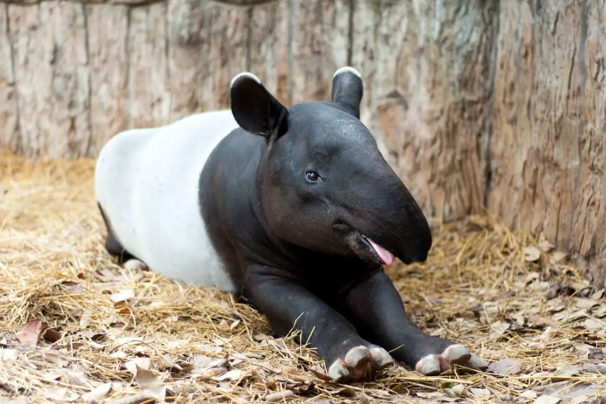 A photo of tapir resting under a shady tree.