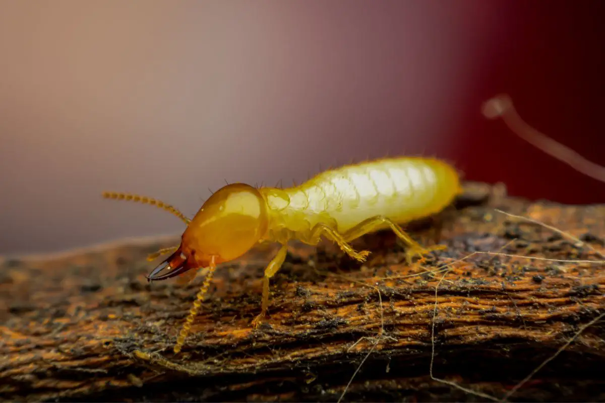 Macro shot of a termite on brushwood.