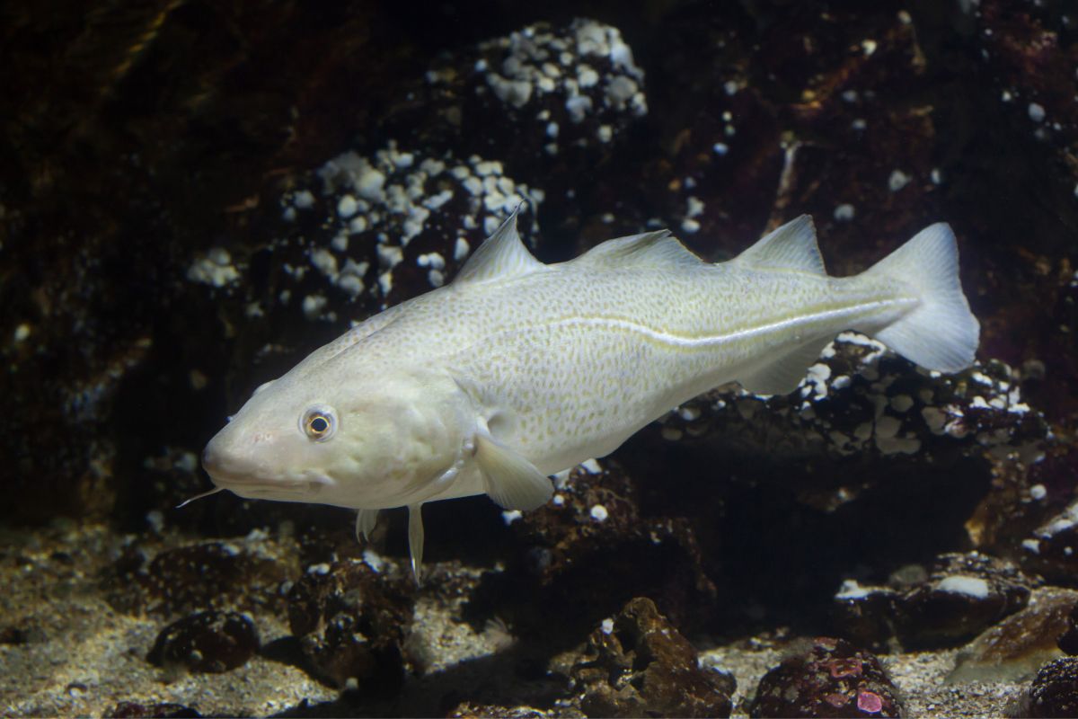 Raw photo of Atlantic cod.