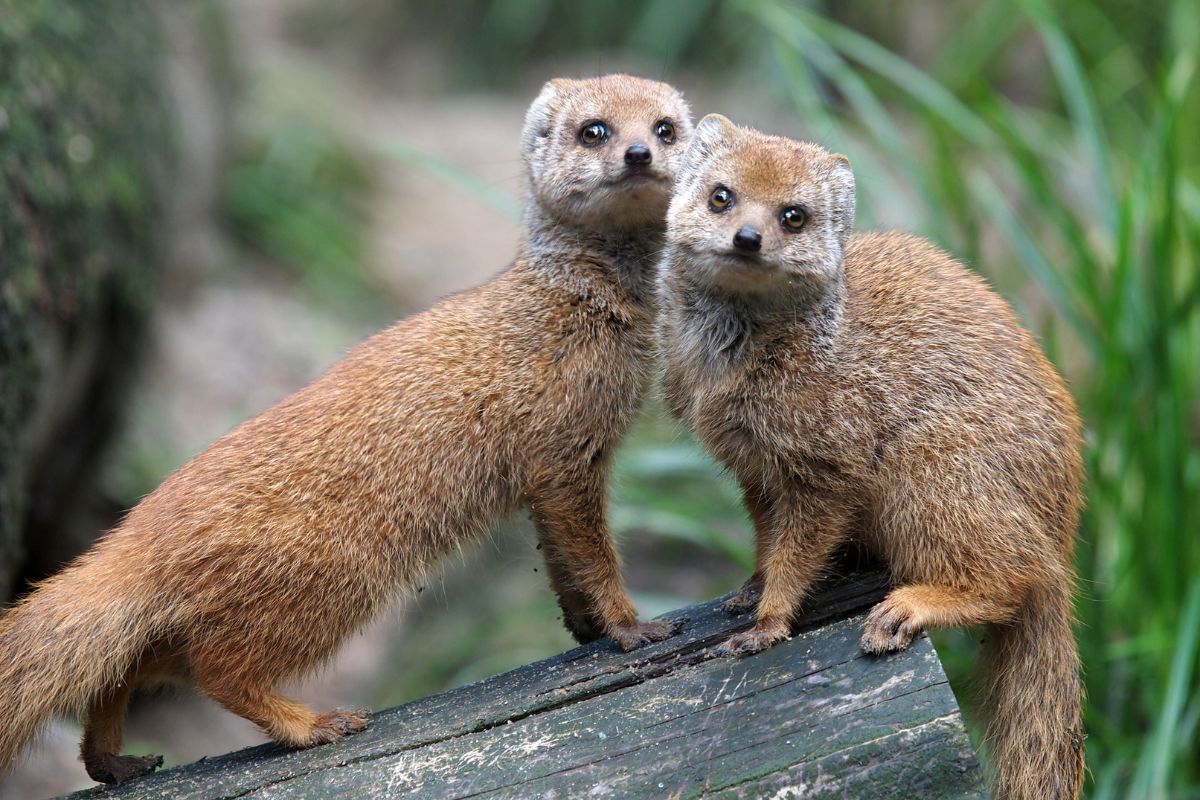 Two mongooses on a tree branch.