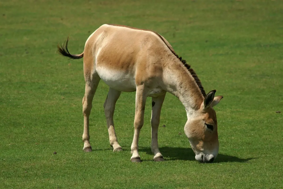 A grazing onager in the green grass.
