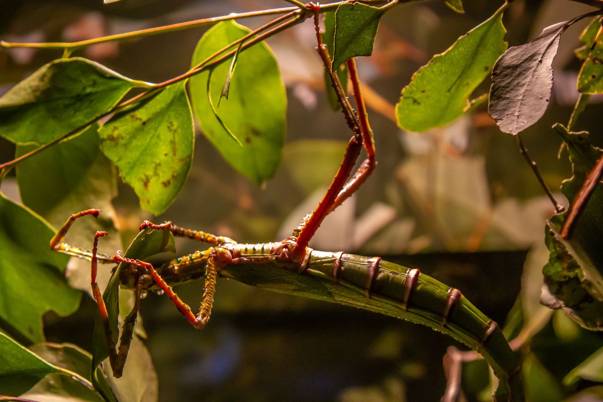 Peruvian firestick insect hanging upside down from a branch.