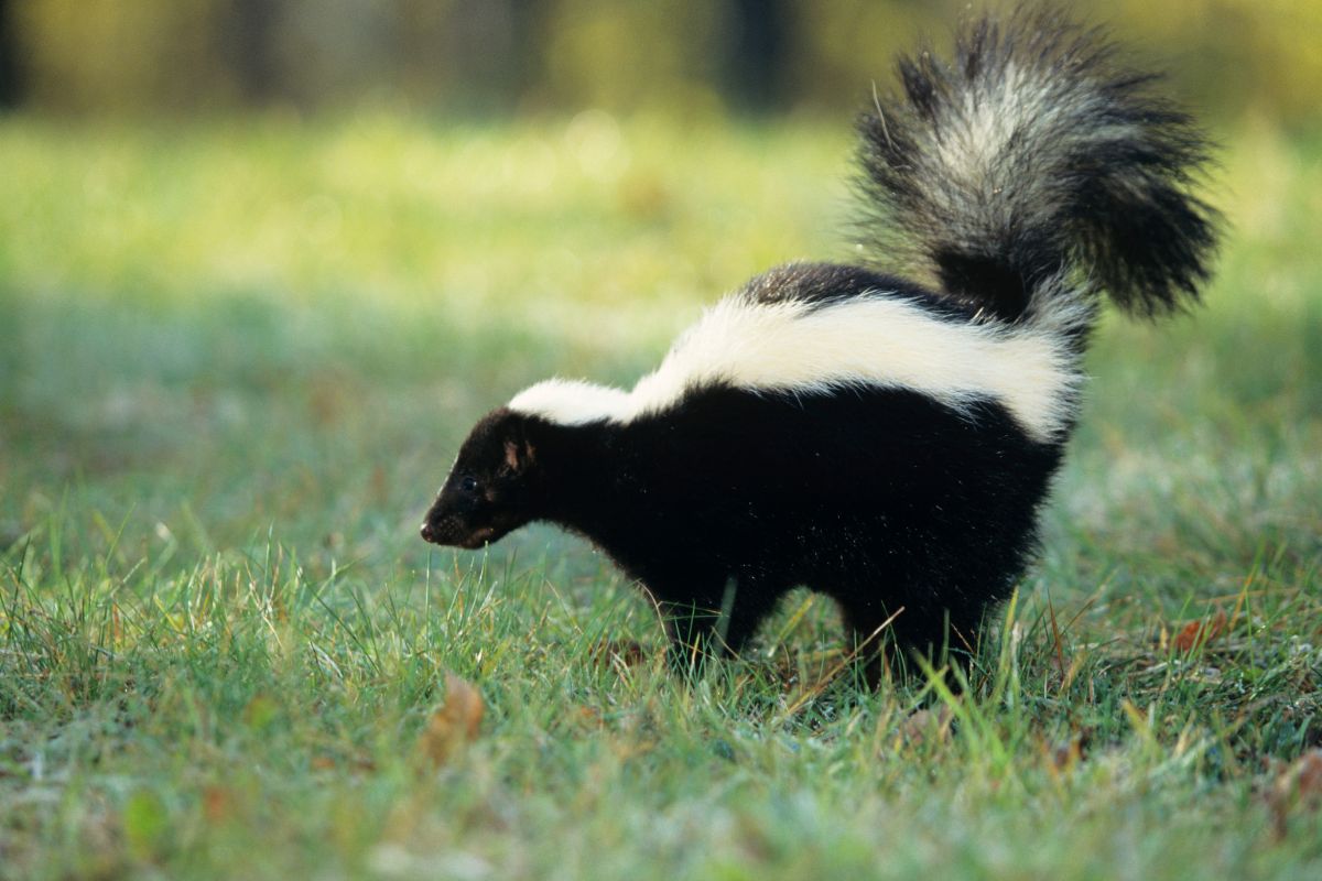 Striped skunk on the green grass.