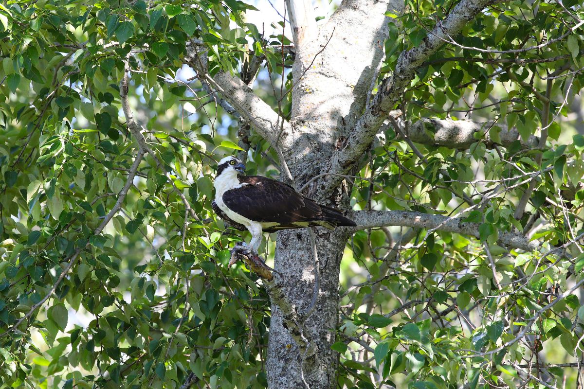 Western osprey sitting on a tree with prey.