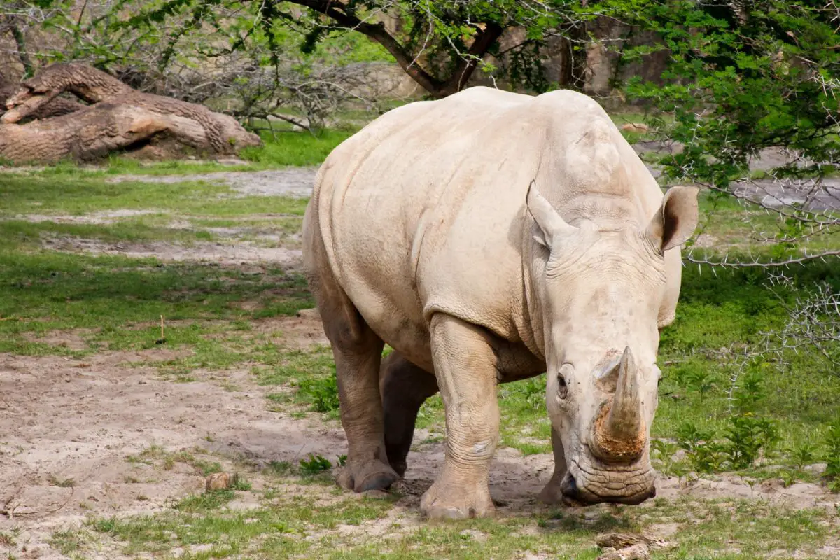 African white rhino facing camera.