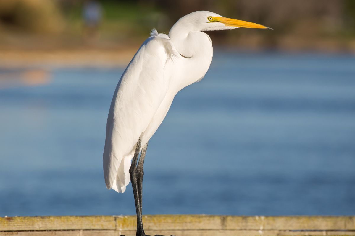 A strong image of great egret in California.