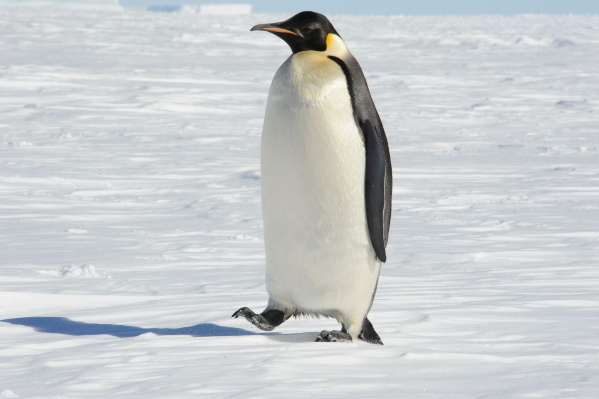 An emperor penguin walking away from the sea ice.