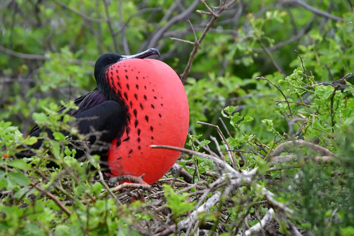 Frigatebird in the wild of Galapagos island.